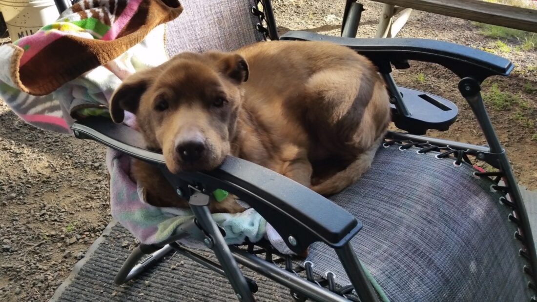 Angus after taking my camp chair - I always let him keep it. I miss that little guy. You made me a better human - Rest in peace Angus.